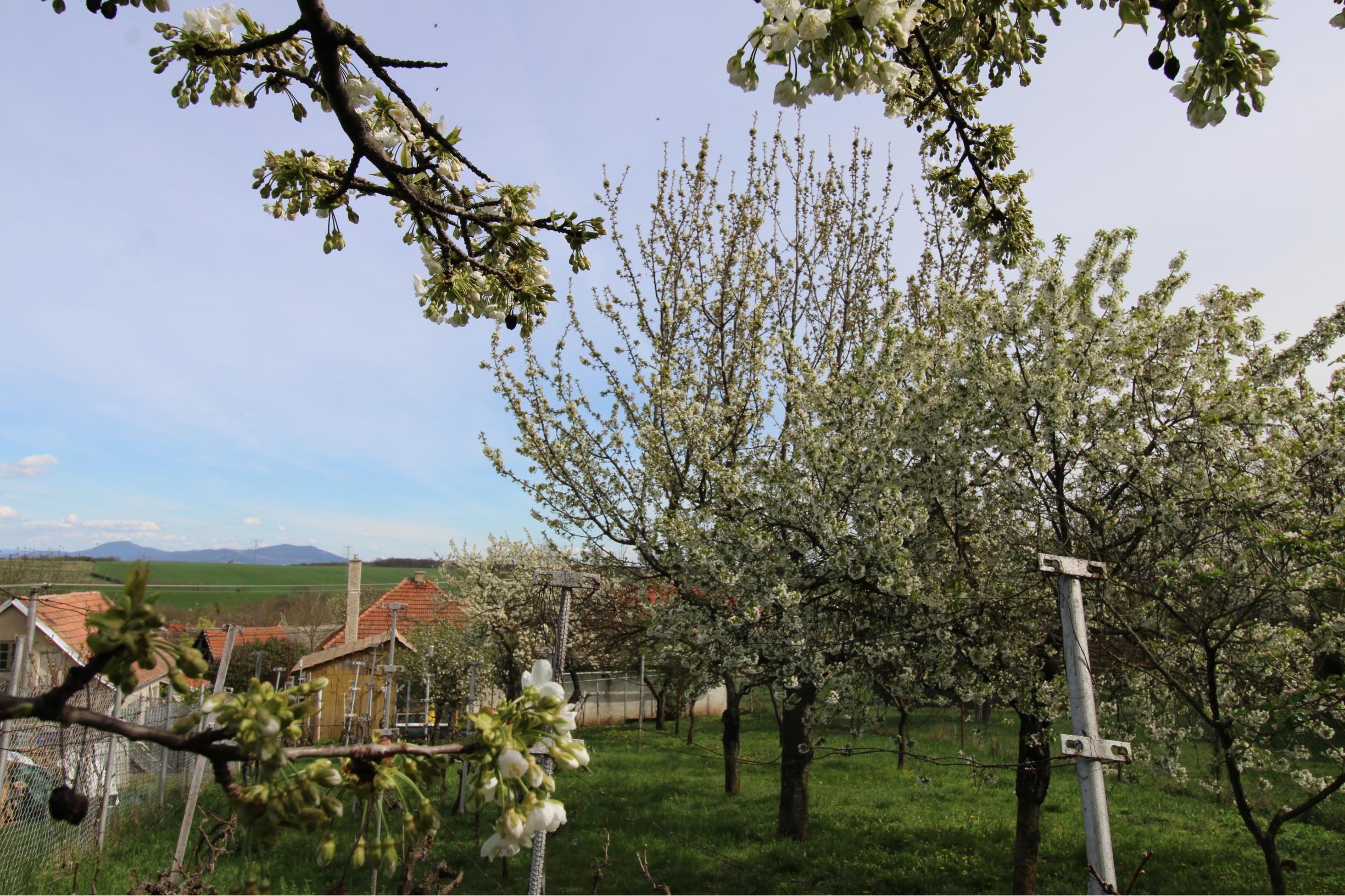 NA PREDAJ - Rodinný dom so záhradou v Sasinkove