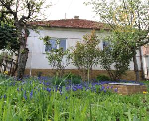 NA PREDAJ - Rodinný dom so záhradou v Sasinkove