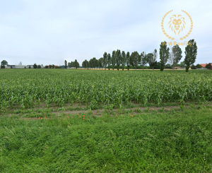 Na predaj pozemok v obci Tomašikovo.