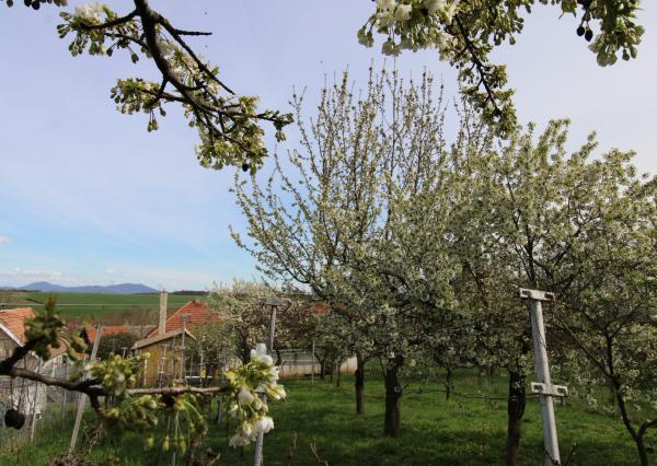 NA PREDAJ - Rodinný dom so záhradou v Sasinkove